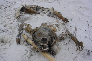 deadanimal