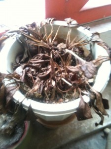 60490_433456969484_552409484_4902551_4824857_n Dead Plant